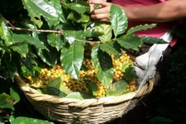 Coffee tour - Handpicking process