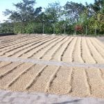 Drying process - coffee tour