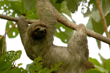 Sloth