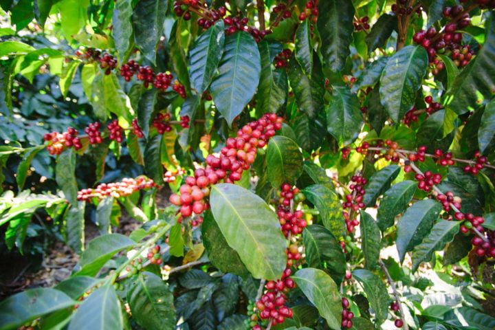 🌱Coffee Tour, Brew The Adventure On Mombacho Volcano !☕️