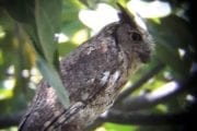 Screech Owl