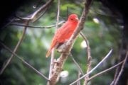 Summer Tanager