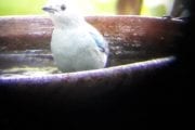 Blue-Gray Tanager